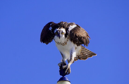 Osprey
