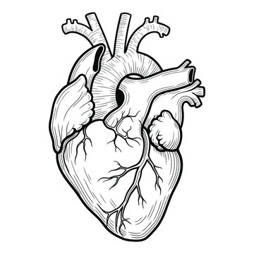 Detailed line art illustration of a human anatomical heart