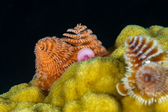 Orange Christmas tree worm plumes with a pink operculum extended from a yellow stony coral head in Key Larg