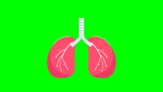 Motion graphic of human lungs inhaling and exhaling with flowing oxygen particles and bronchial circulation on a chroma key green screen.