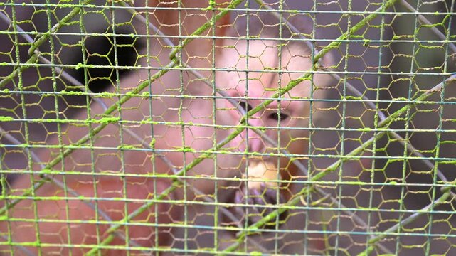 Capuchin monkey eating a piece of fruit inside a cage at a zoo, representing themes of captivity, animal rights, conservation, and wildlife preservation in captivity
