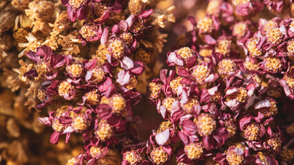 Pink yarrow flower patterned background © Rawpixel.com