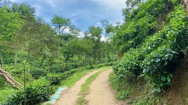 Beautiful Green Tea Garden Landscape Scenic View in Sylhet Bangladesh