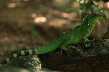Fototapeta premium A vibrant green Chinese water dragon (Physignathus cocincinus) resting on a dark wet rock in a tropical forest ecosystem, wild exotic reptile wildlife in its natural habitat Khao Yai National Park 