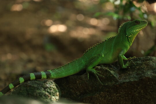 A vibrant green Chinese water dragon (Physignathus cocincinus) resting on a dark wet rock in a tropical forest ecosystem, wild exotic reptile wildlife in its natural habitat
Khao Yai National Park 