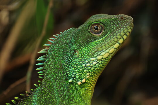A vibrant green Chinese water dragon (Physignathus cocincinus) resting on a dark wet rock in a tropical forest ecosystem, wild exotic reptile wildlife in its natural habitat
Khao Yai National Park 