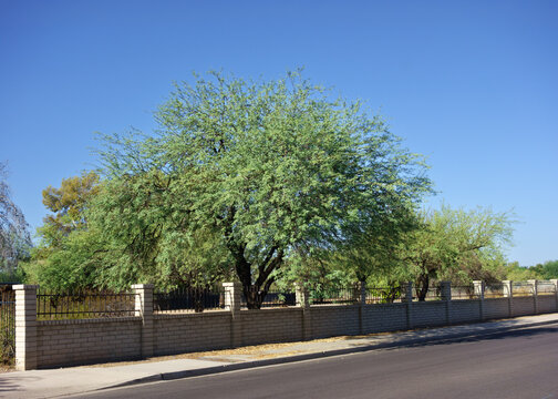 Large velvet mesquite tree growing behind a brick and iron fence along a neighborhood street under blue sky, Phoenix, AZ