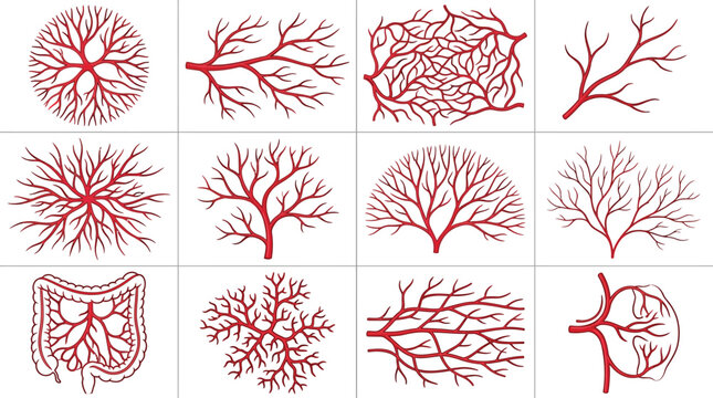 Detailed biological collection featuring various red capillary vein structures rendered as high quality vector graphics for medical scientific educational purposes