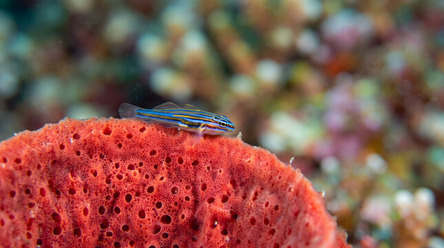 Tiny goby fish resting on top of red sponge coral texture