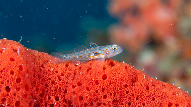 Small translucent goby fish perched on red sea sponge