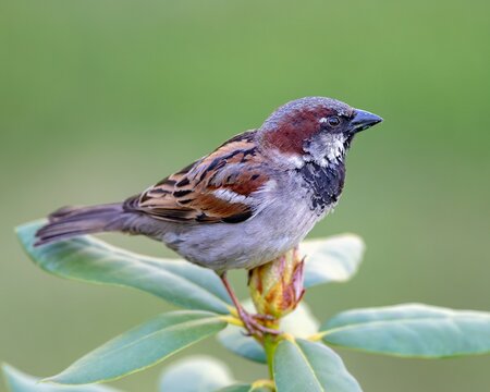 Male House Sparrow Perched on a Plant in New Hampshire