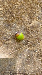 acorn © 한빛 장