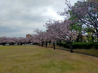 sakura © Songthum Khwankaew