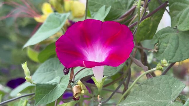 Vibrant purple morning glory flowers blooming on climbing vine