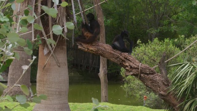 Two black-handed spider monkeys sitting on a tree branch near water in a natural setting