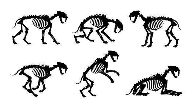Sabre-Toothed Cat Skeletons, Prehistoric Animal Anatomy, Fossil Bone Structures, Vector Set