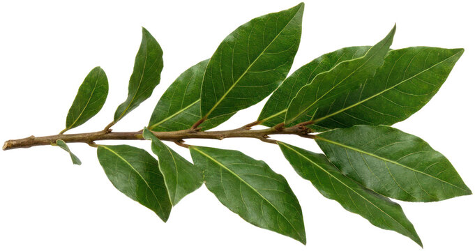 Fresh bay leaves on stem over black background.