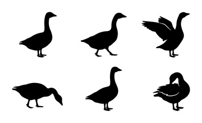 Obraz premium Black Goose Silhouettes, Vector Set: Graceful Waterfowl Poses, Wildlife Graphics, Farm Birds