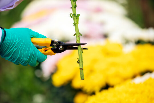 Gloved hand cutting green chrysanthemum stem with pruning shears in flower nursery, horticulture maintenance, plant trimming, gardening, cultivation and agricultural care