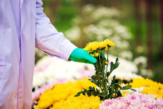 Researcher hand inspecting yellow chrysanthemum flowers in nursery, wearing glove and lab coat for horticulture, botany, agriculture, plant quality and flower research