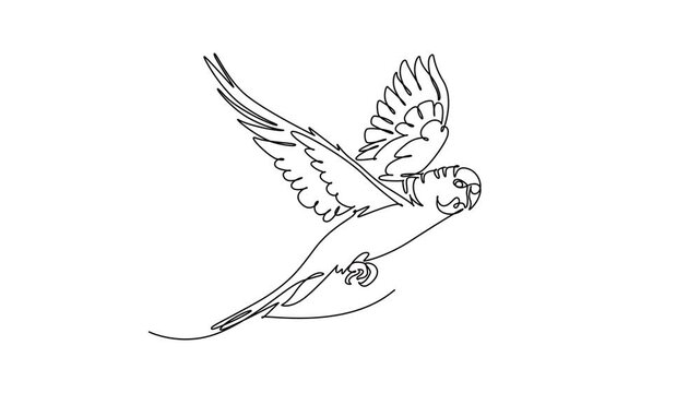 Animated self drawing of continuous line draw pet parakeet parrot flying freely with open wings, capturing its graceful avian flight, wildlife nature, and bird freedom. Full length one line animation