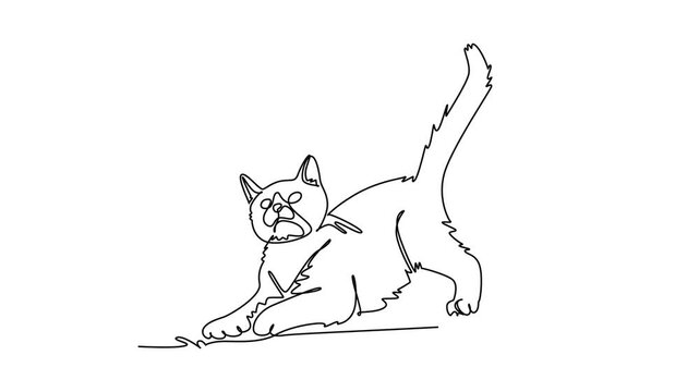 Self drawing animation of single line draw pet cat playfully stretching its paws on the ground with tail raised high. Feline flexibility, domestic mammal biology. Continuous line. Full length animated