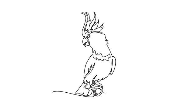 Animated self drawing of continuous line draw exotic pet cockatoo parrot perched quietly on a branch with its prominent crest feathers raised. Tropical avian beauty. Full length single line animation