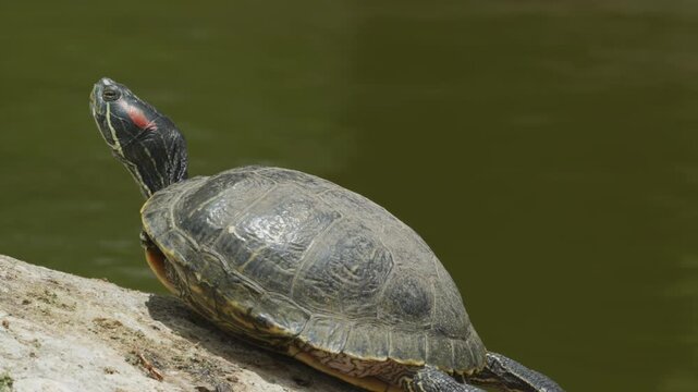 Side view of a Red-Eared slider turtle sunbathing outdoors