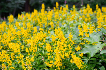 Obraz premium Lysimachia punctata -the large yellow loosestrife, circle flower, or spotted loosestrife, unpretentious perennial plant with bright yellow flowers collected in spike-shaped inflorescences