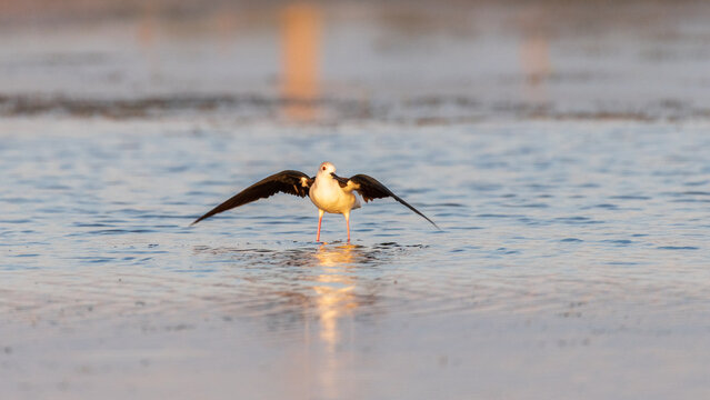 A black-winged stilt stands in shallow water with its wings extended, illuminated by warm golden-hour light