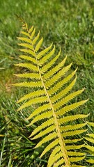 Close-up of a vibrant yellow-green fern frond laying on a green grass background. © Marina