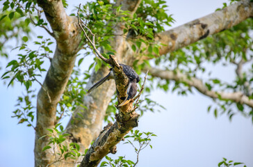 Obraz premium Hornbill searching for food under the weathered tree branch