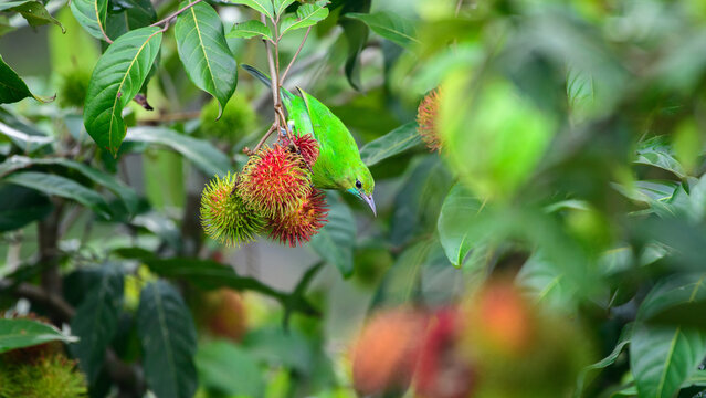 Jerdon's leafbird female feeds on ripe rambutan fruits among lush foliage