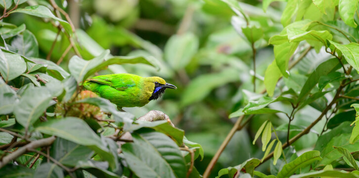 Jerdon's leafbird perched on a rambutan tree branch 