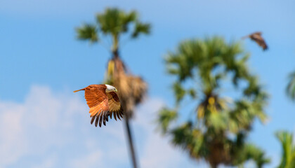 A Brahminy kite flies with its wings fully spread against a palm tree background © nilanka