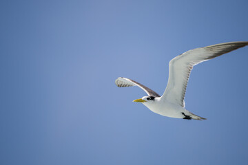 Obraz premium Tern flying through a clear blue sky with wings extended