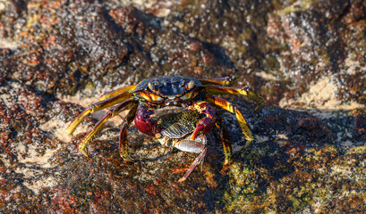 Two crabs interact on a wet, algae-covered rock in the intertidal zone © nilanka