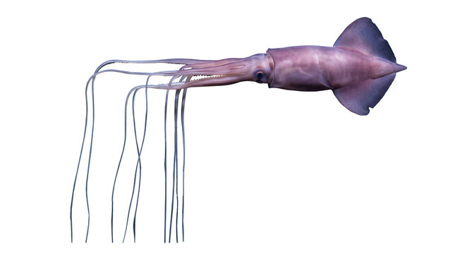 Side profile view emphasizing the unusual proportions and long appendages of a rare deep-sea squid.