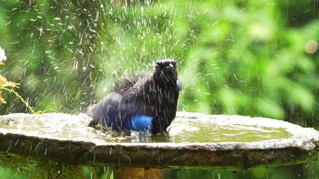Rare footage of Malabar Whistling-Thrush bathing gracefully in a river bed, showcasing unique bird behavior in its natural Western Ghats habitat