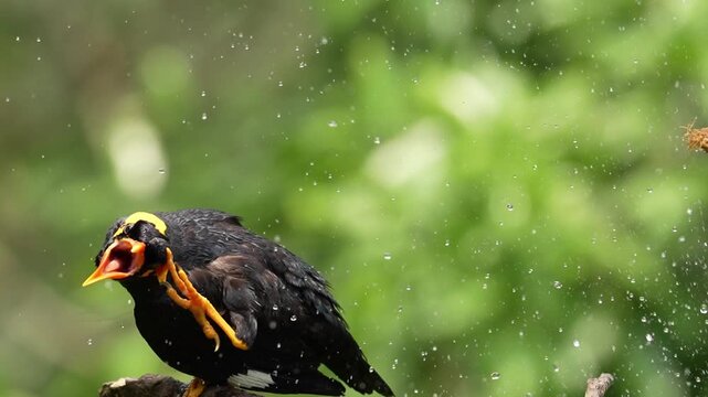 Rare footage of Southern Hill Myna bird bathing gracefully in a river bed, showcasing unique bird behavior in its natural Western Ghats habitat