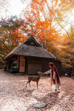 Young female tourist feeding deer during the autumn foliage at Nara in Japan