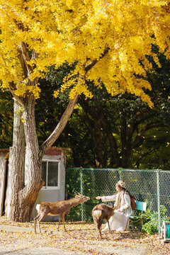 Young female tourist feeding deer in Nara Park during the autumn foliage