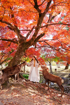 Young female tourist feeding deer during the autumn foliage at Nara Park in Japan