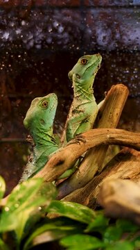 Two green lizards perched on natural wood branch inside reptile vivarium. Recreated natural habitat with green plants in pet shop, peaceful exotic pets, clear background, calm wildlife vertical 4k