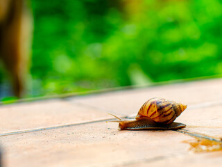 Garden Snail Crawling on Terracotta Tile, Close Up Macro Nature Shot © Tavan
