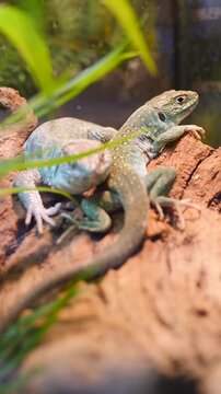 Close-up of two green and brown lizards resting on rough textured bark. Blurred green leaves in foreground. Naturalistic terrarium environment recreated in modern pet shop. vertical 4k shot