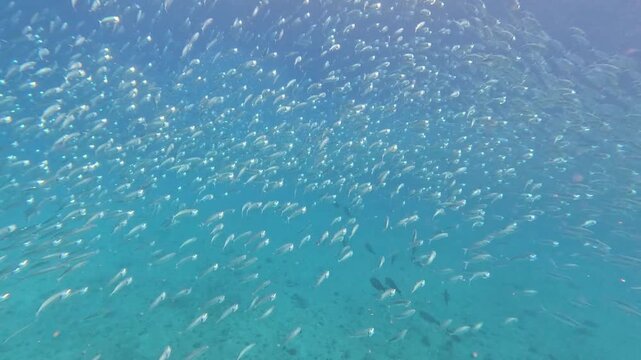 Huge school of long jawed mackerel Rastrelliger kanagurta feeding and swimming to surface in unison in Yasawa Islands, Fiji, South Pacific