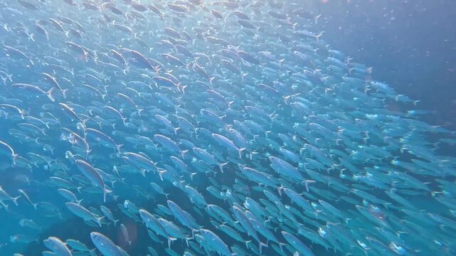 Underwater view of big school long jawed mackerel Rastrelliger kanagurta shimmering in sunlight swimming in unison in Yasawa Islands, Fiji, South Pacific