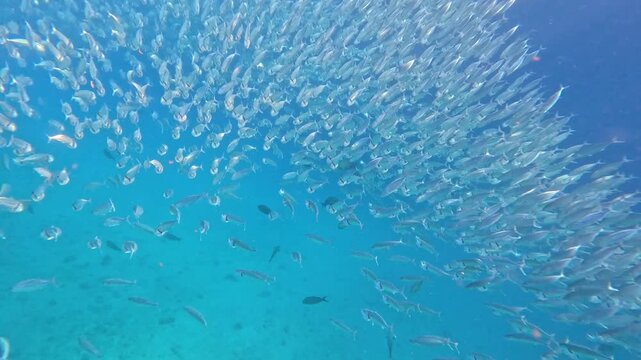 Underwater scene schooling long jawed mackerel Rastrelliger kanagurta shimmering with mouths wide open in Yasawa Islands, Fiji, South Pacific