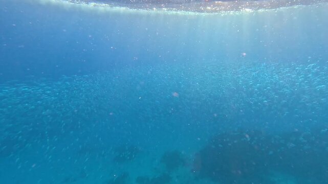 Schooling long jawed mackerel Rastrelliger kanagurta feeding and swimming from ocean surface in unison in Yasawa Islands, Fiji, South Pacific